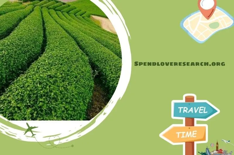 Đồi chè Mộc Châu