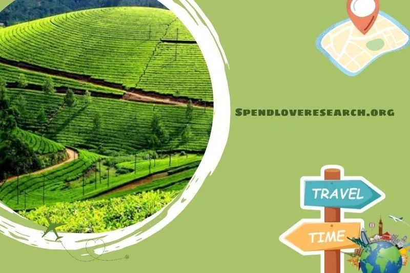 Đồi chè Tân Cương