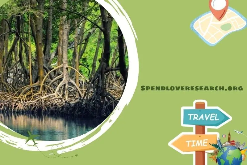 Khu du lịch sinh thái rừng ngập mặn xã Đại Hợp