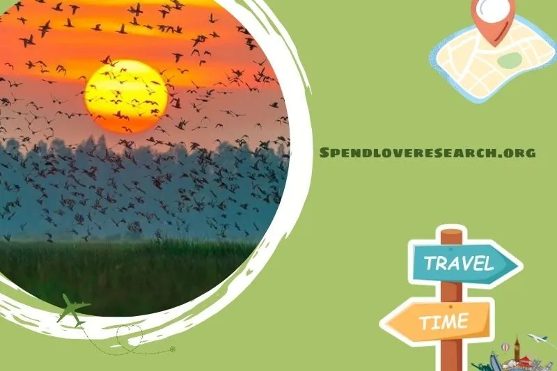 Khu Vườn chim Cà Mau