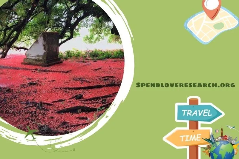 Quần thể Lộc Vừng ở Cẩm Khê