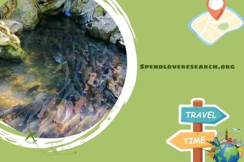 Suối cá thần Cẩm Lương