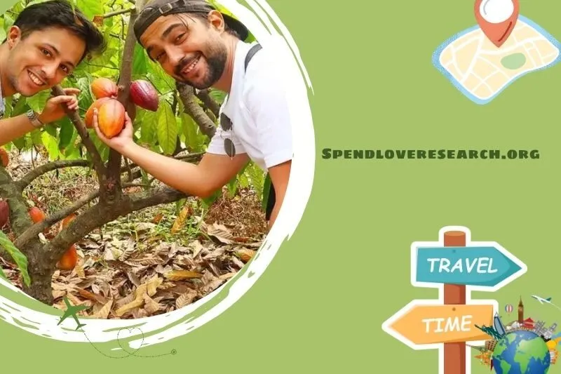 Vườn ca cao Mười Cương