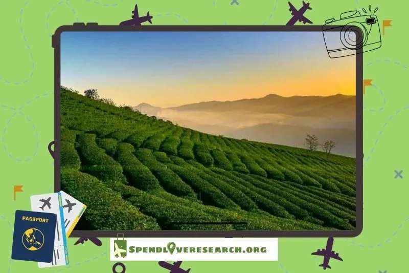 Đồi chè Cầu Đất có gì đẹp?