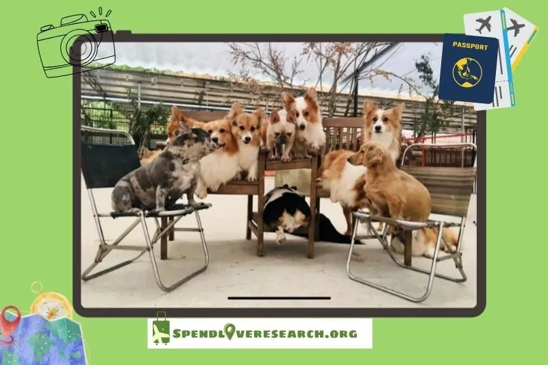 Những trải nghiệm không thể bỏ lỡ tại Trang Trại Cún Đà Lạt