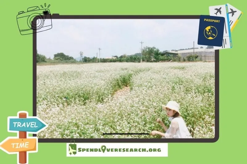 Thời điểm lý tưởng để tham quan và check-in