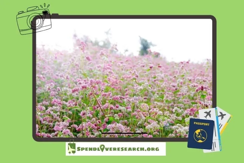 Tổng quan về Hoa tam giác mạch Tà Nung