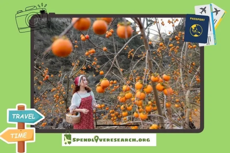 Vườn hồng Cầu Đất Garden