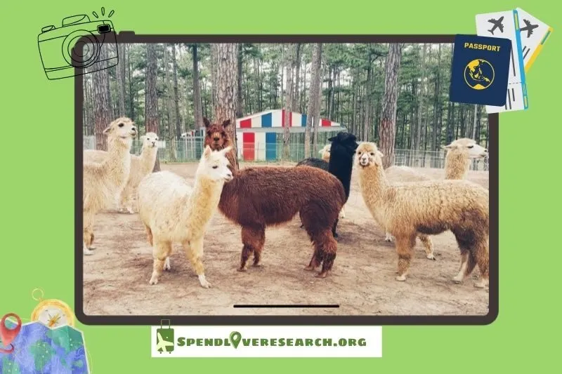 Vườn thú ZooDoo Đà Lạt ở đâu? Hướng dẫn đường đi chi tiết